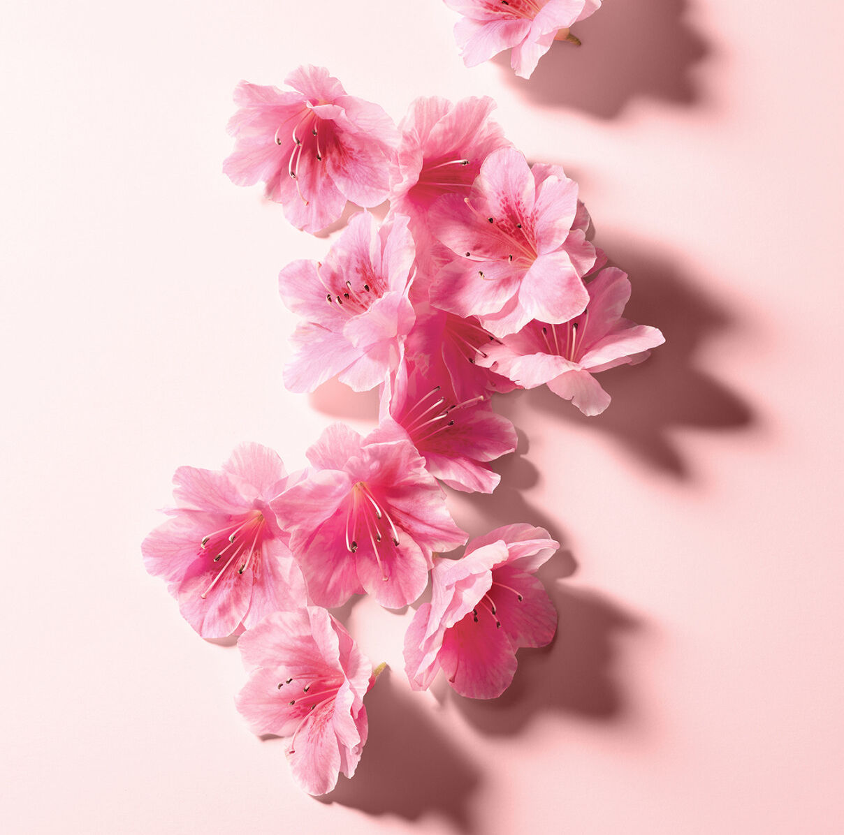 Dolce & Gabbana L'Imperatrice Royale