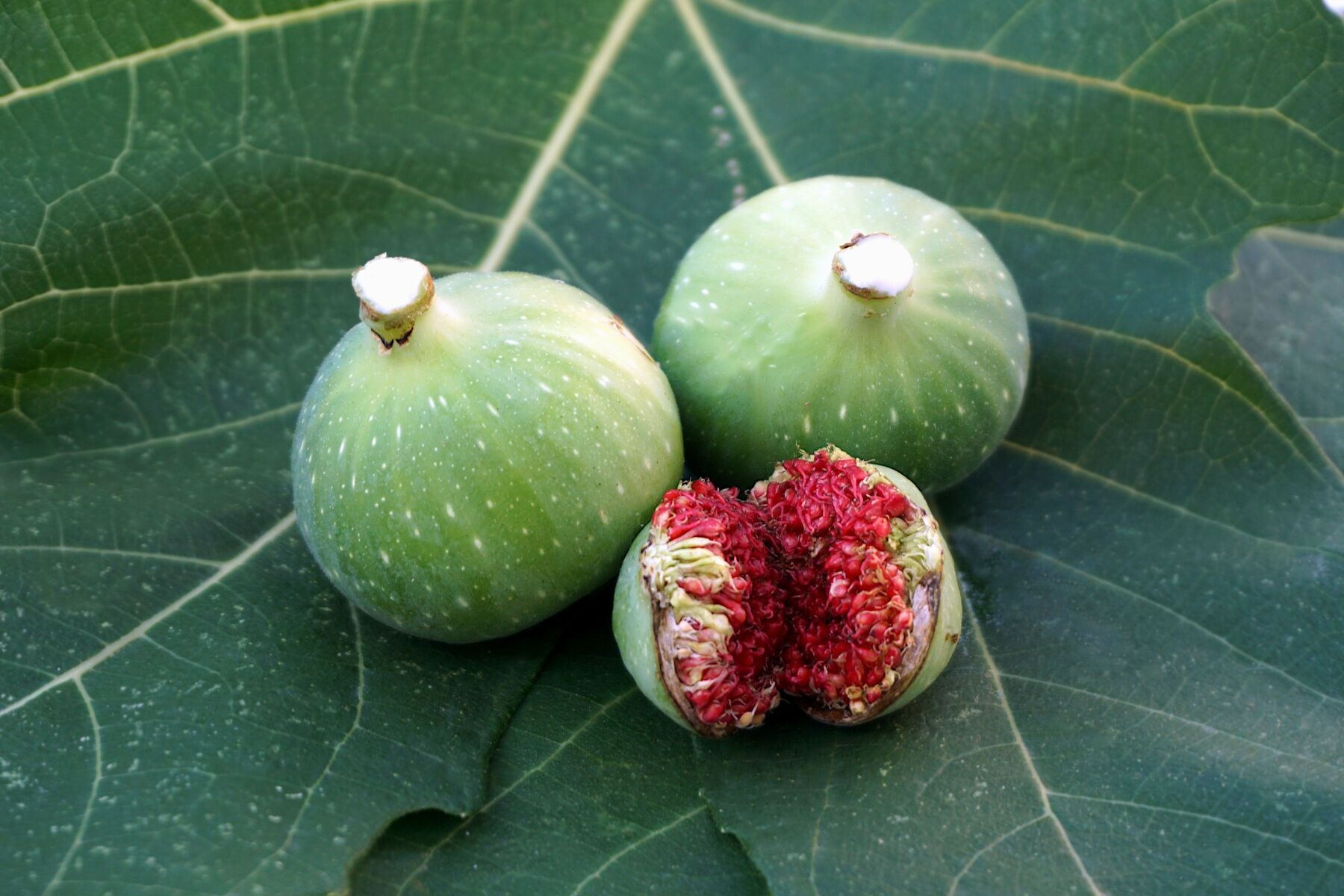 Green figs on a big green leaf