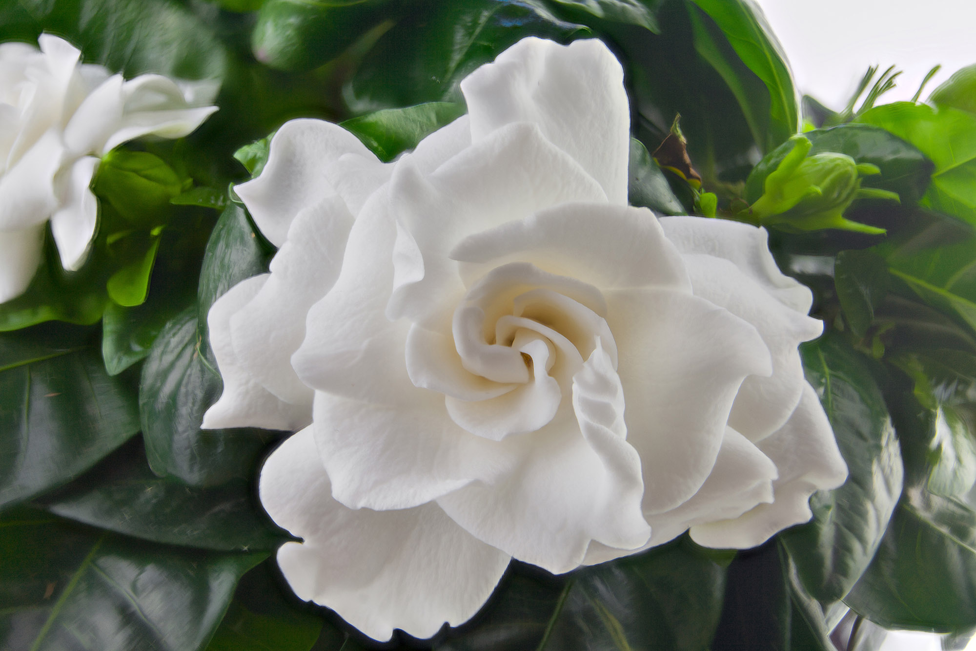 gardenia flower.