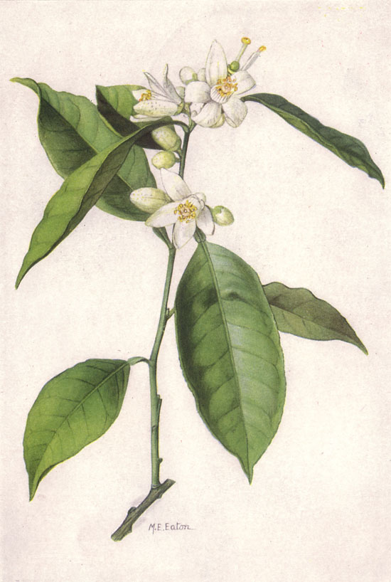 orange blossom painting botanical by Mary Emily Eaton via wikimedia commons