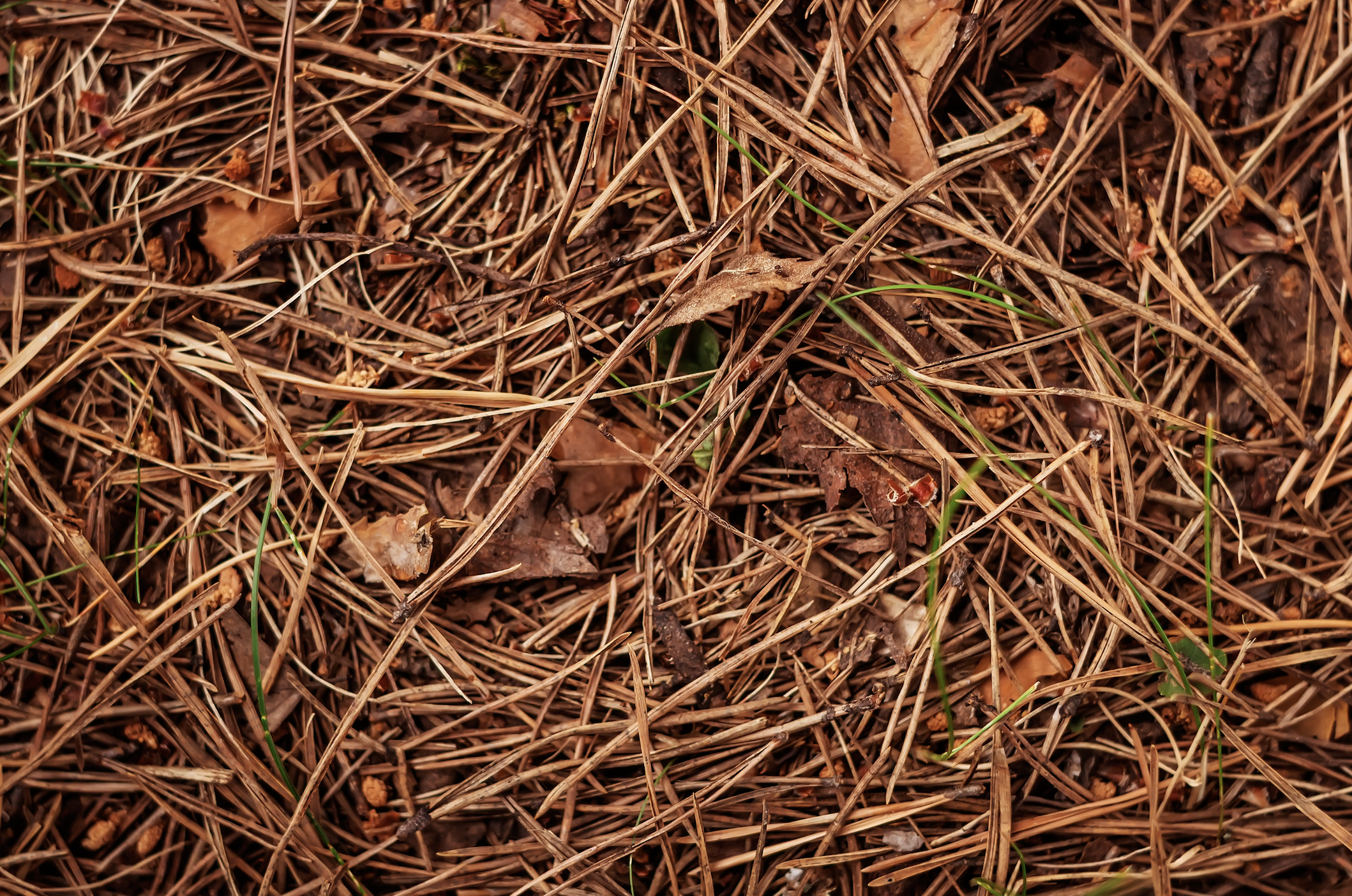 Boundless Vanilla: Vanille Supermassive by Les Eaux Primordiales