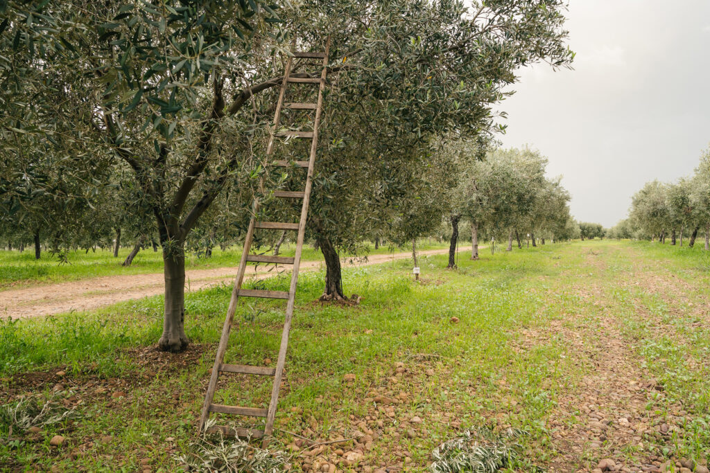 Olive picking