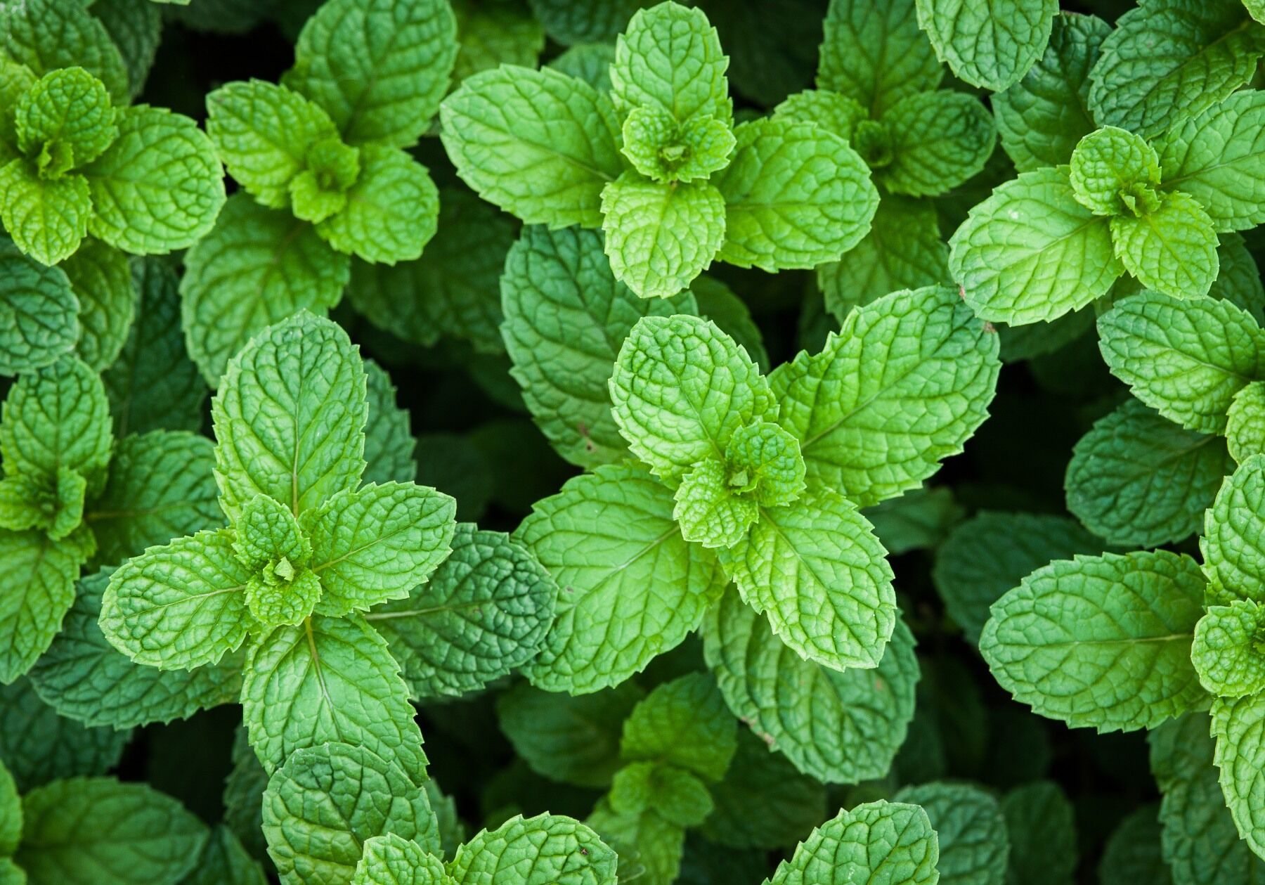 Peppermint leaves all clustered together