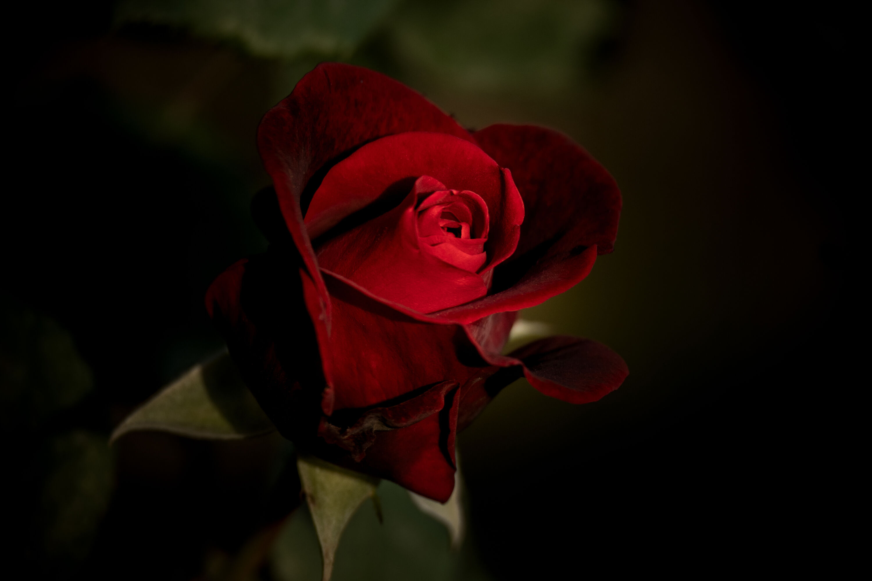 velverty red rose on dark background, Another Rose 回音 perfume by aromag 岩兰 brings to mind this image