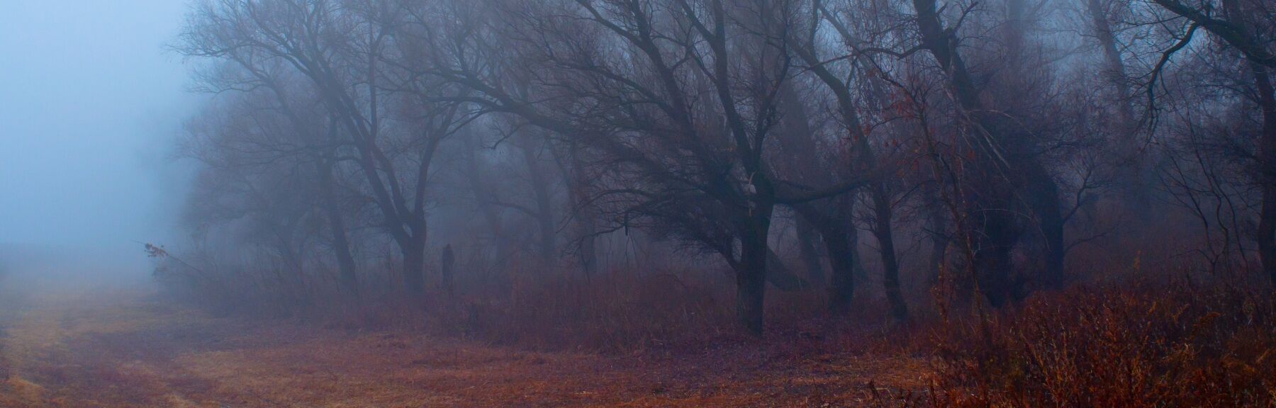 The edge of a foggy woods