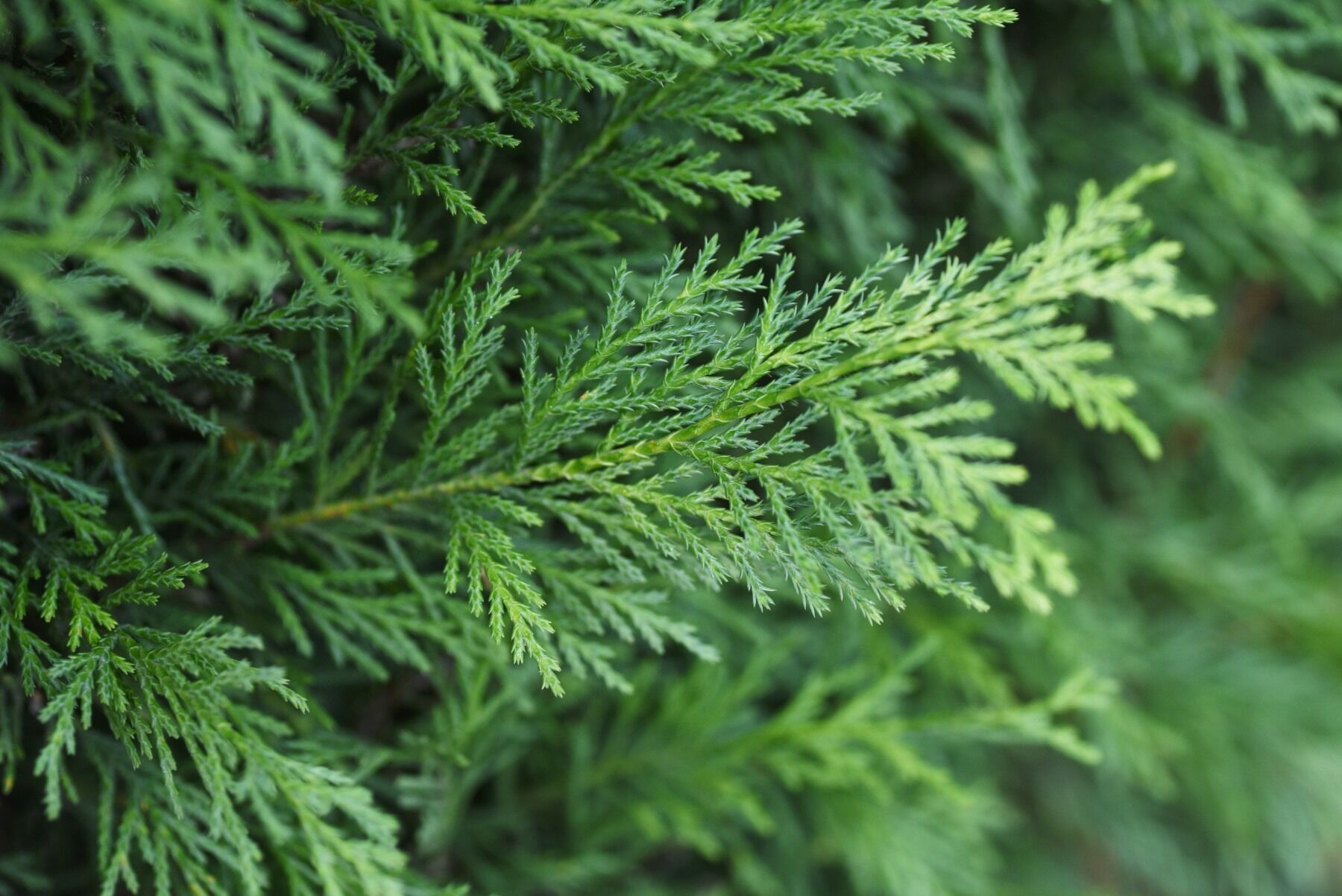 A cypress tree