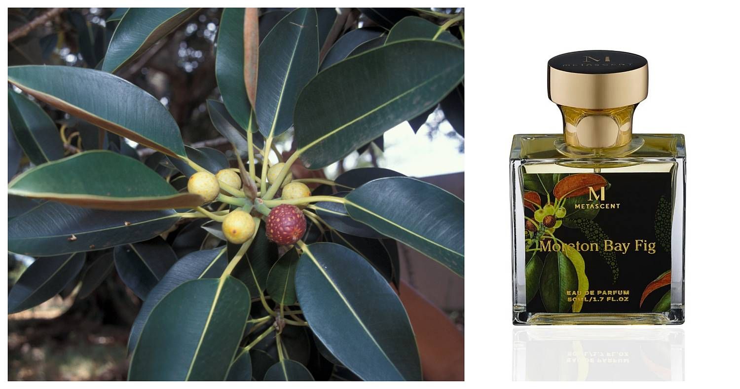 Moreton Bay Fig Metascent