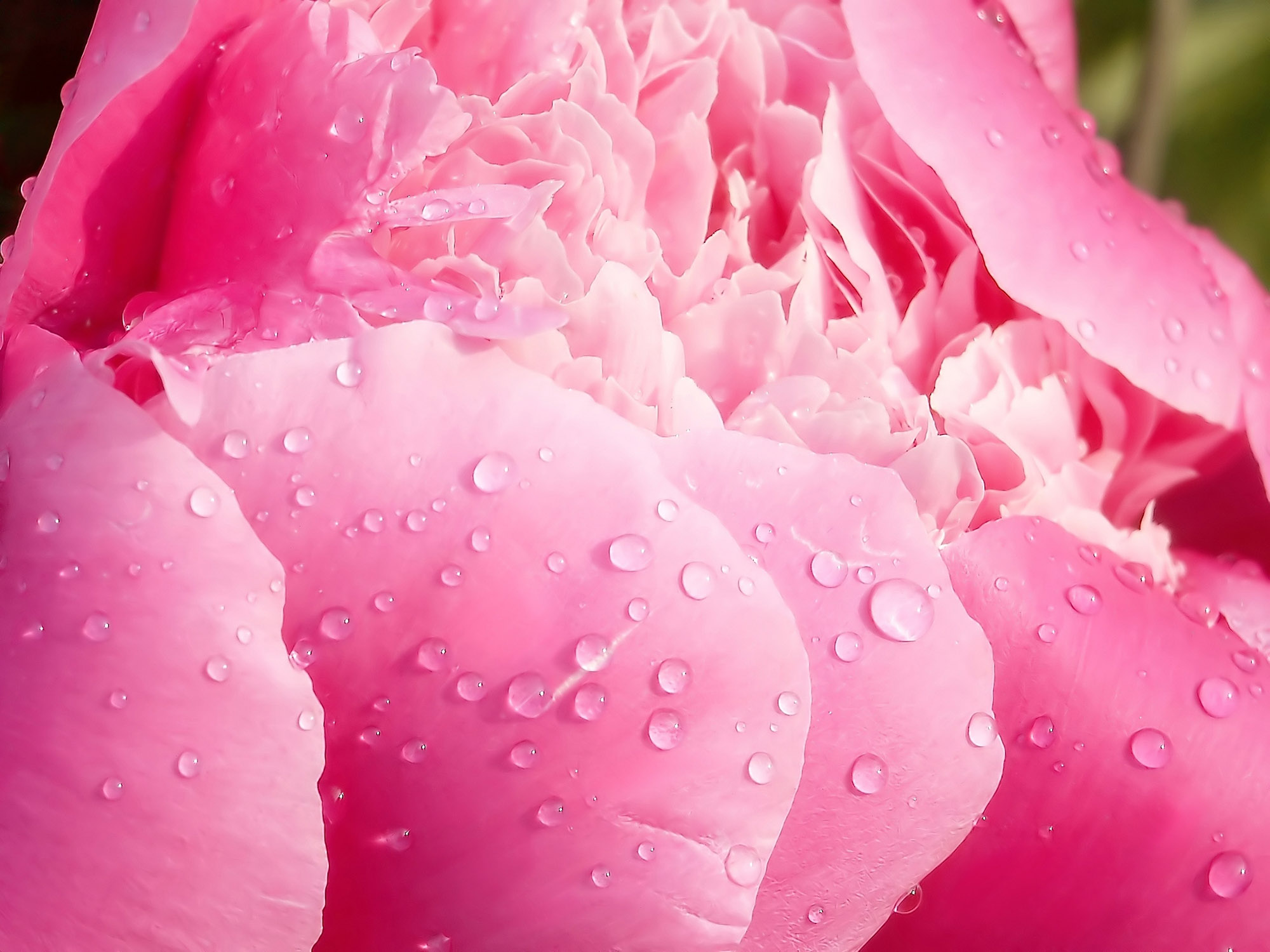Tom Ford Rose Garden Collection Fragrances Reviewed — MEN'S STYLE BLOG