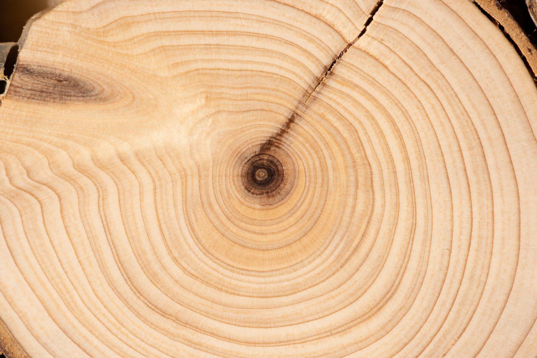 A cross section of a sandalwood tree