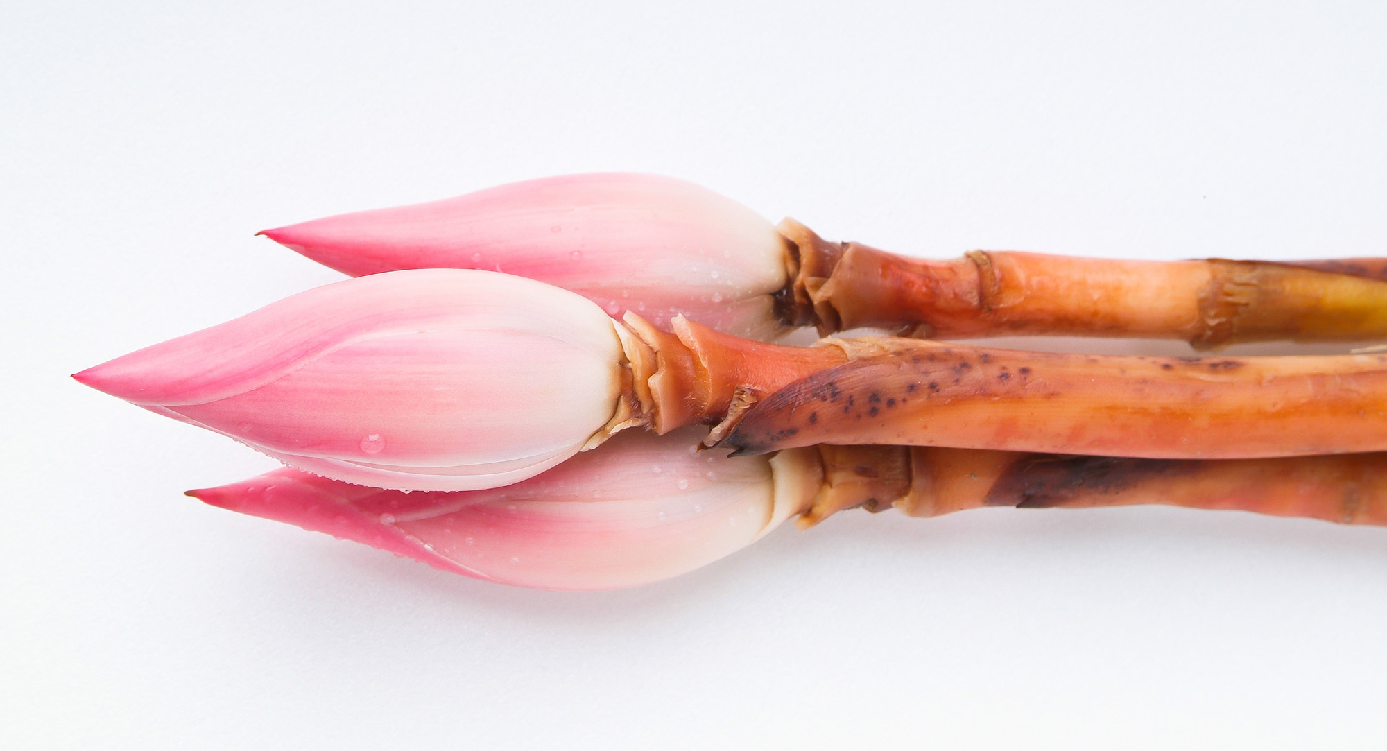 Red ginger flower buds.