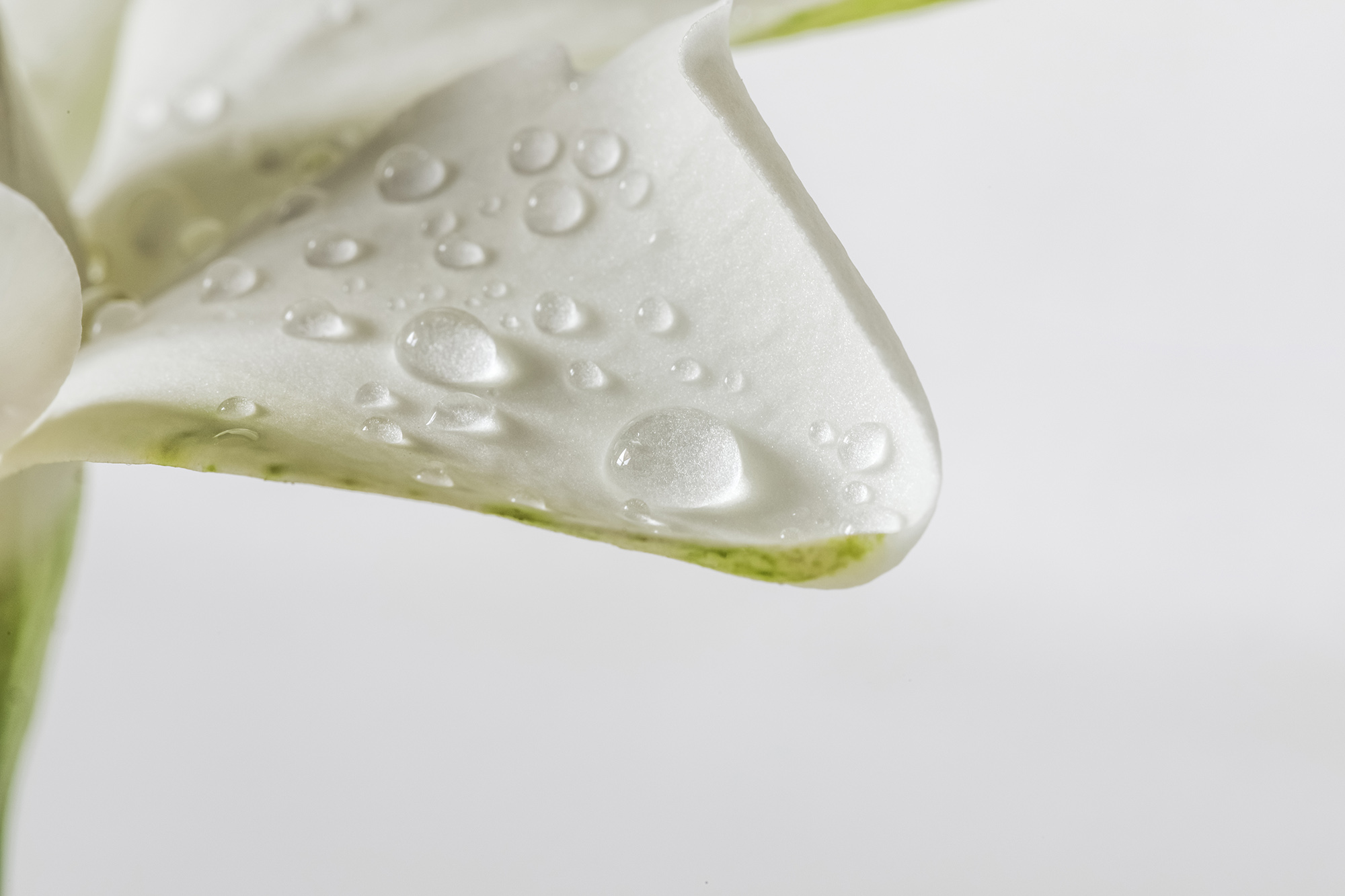 Jasmine petal leaf with dew drops.