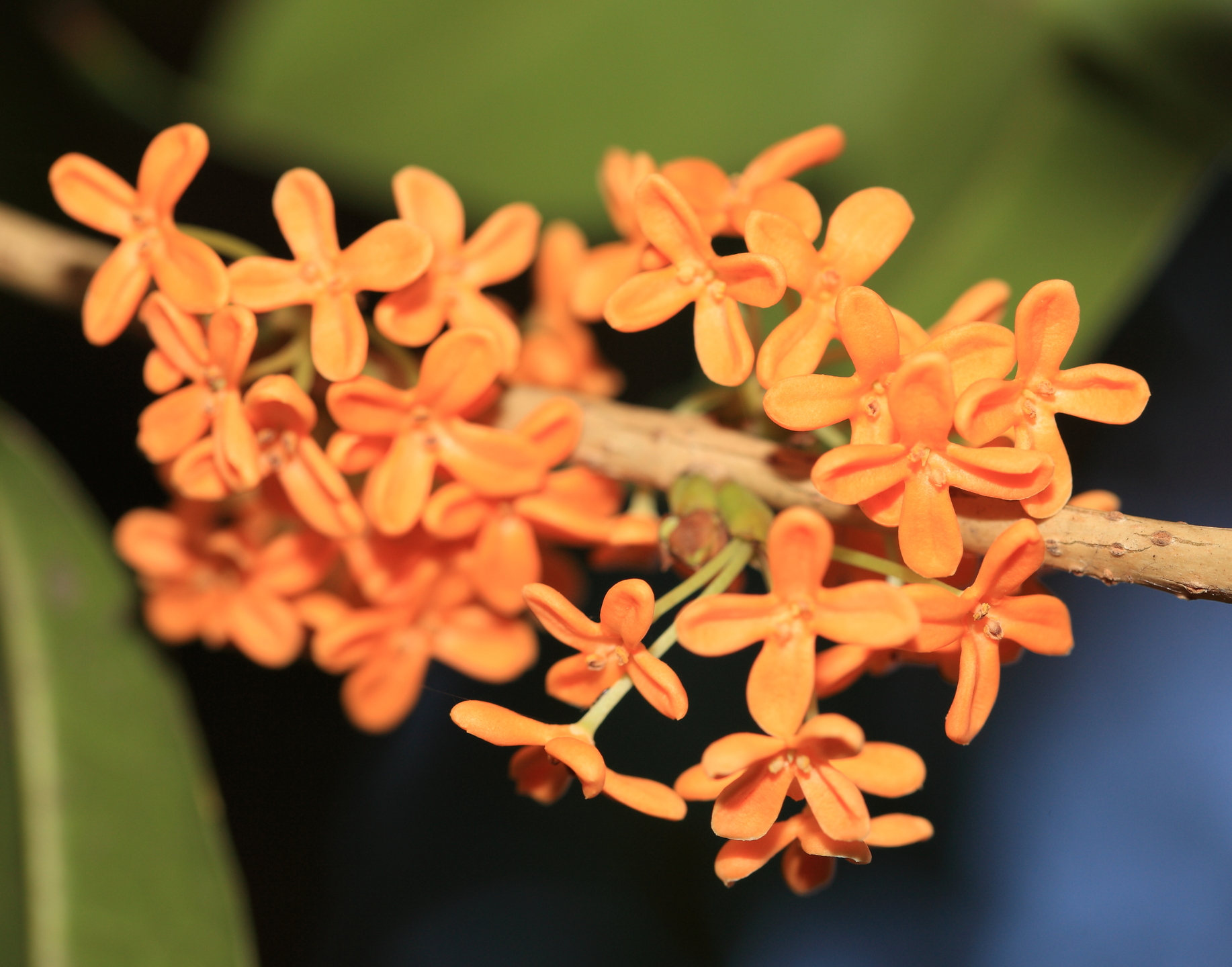 Османтус fragrans