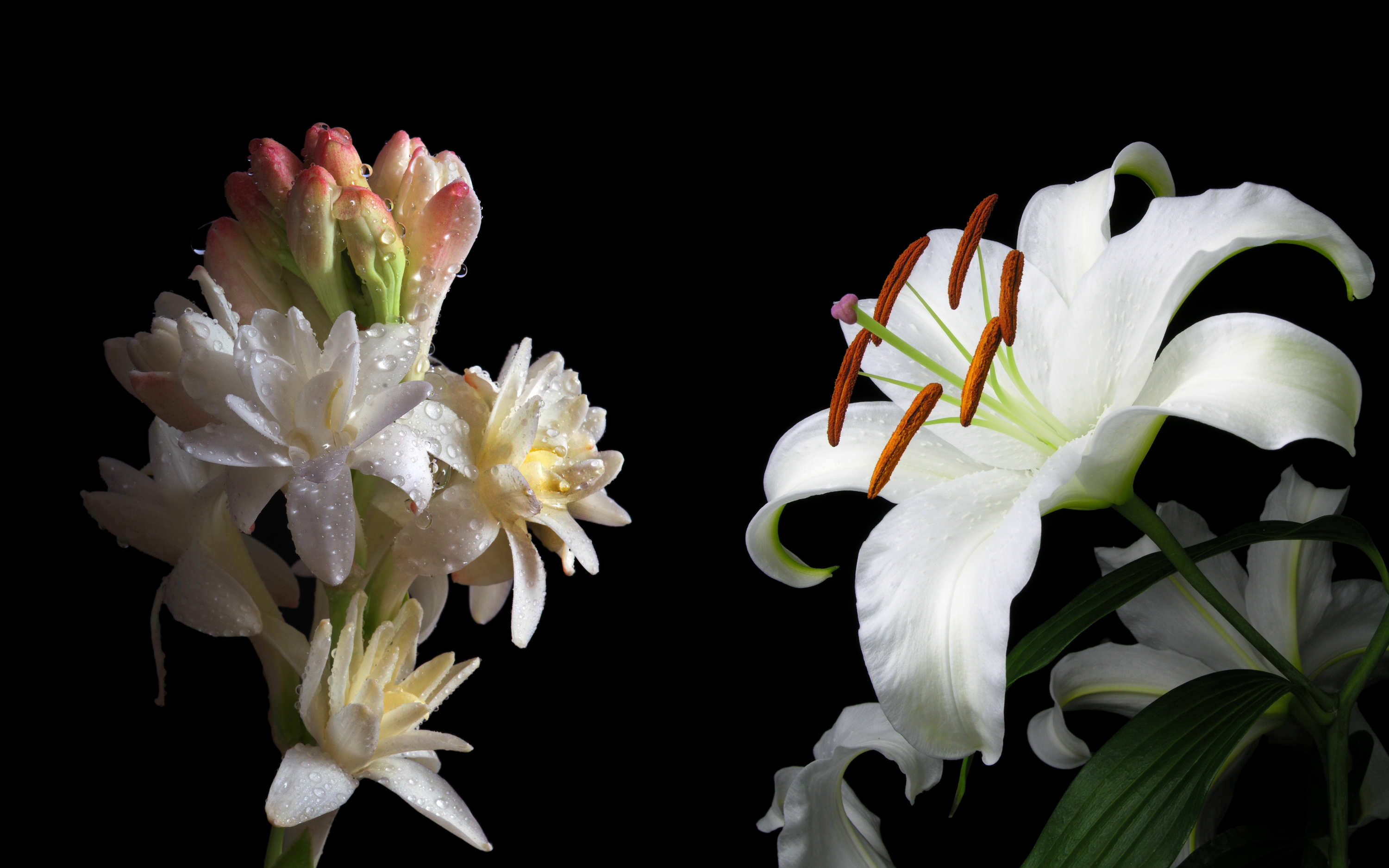 Casablanca Lily by Byredo: Nostalgic White Flowers Inside