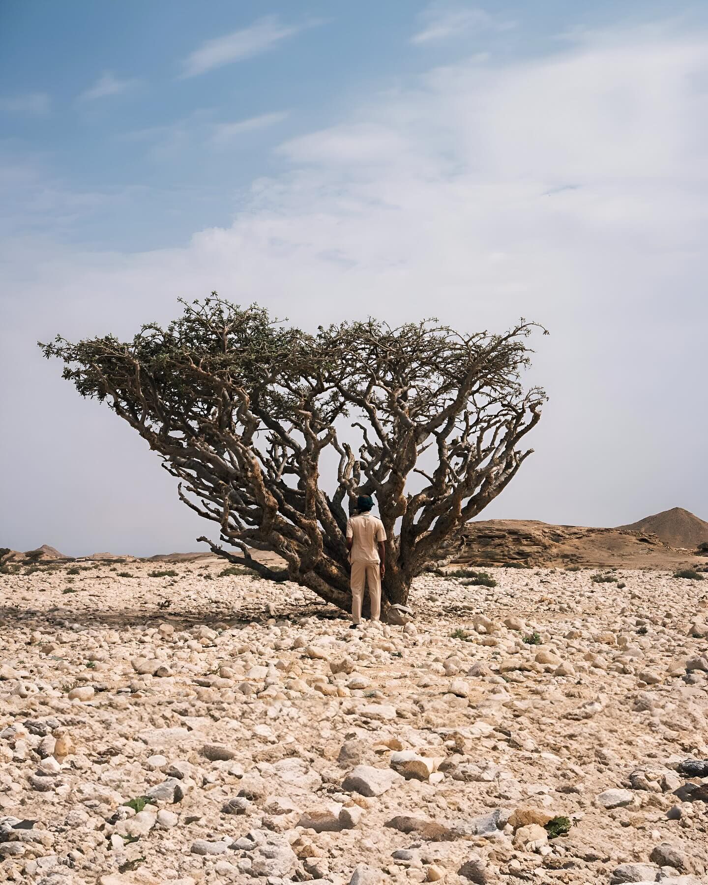 Sponsor an Amouage Frankincense Tree in Oman ~ Raw Materials