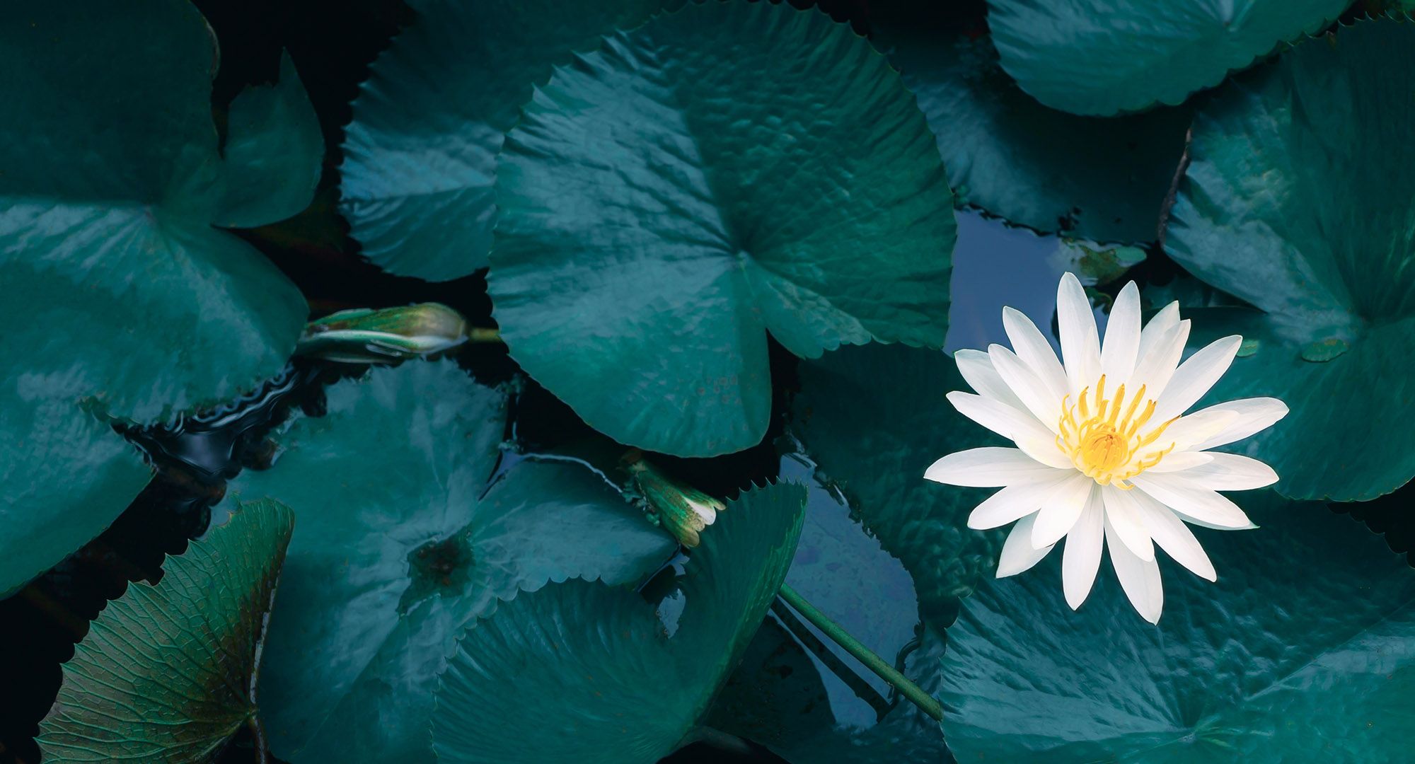 White lotus flowers.