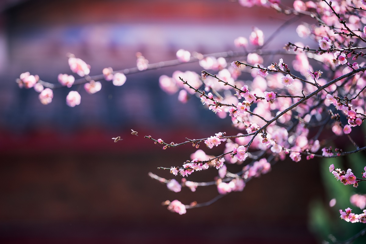 Feminite du Bois Plum Wine in the Days of the Plum Blossom Season