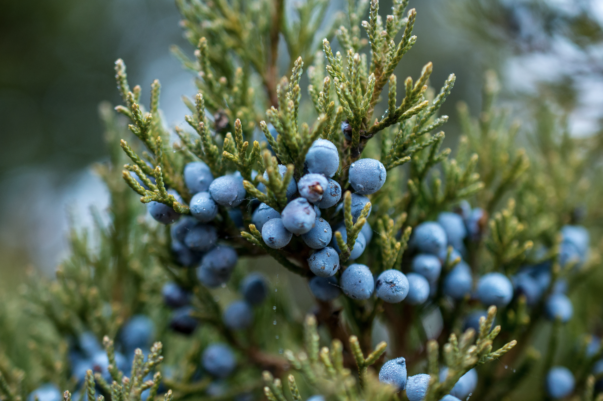 Timber – Amouage’s Everyday Opus?