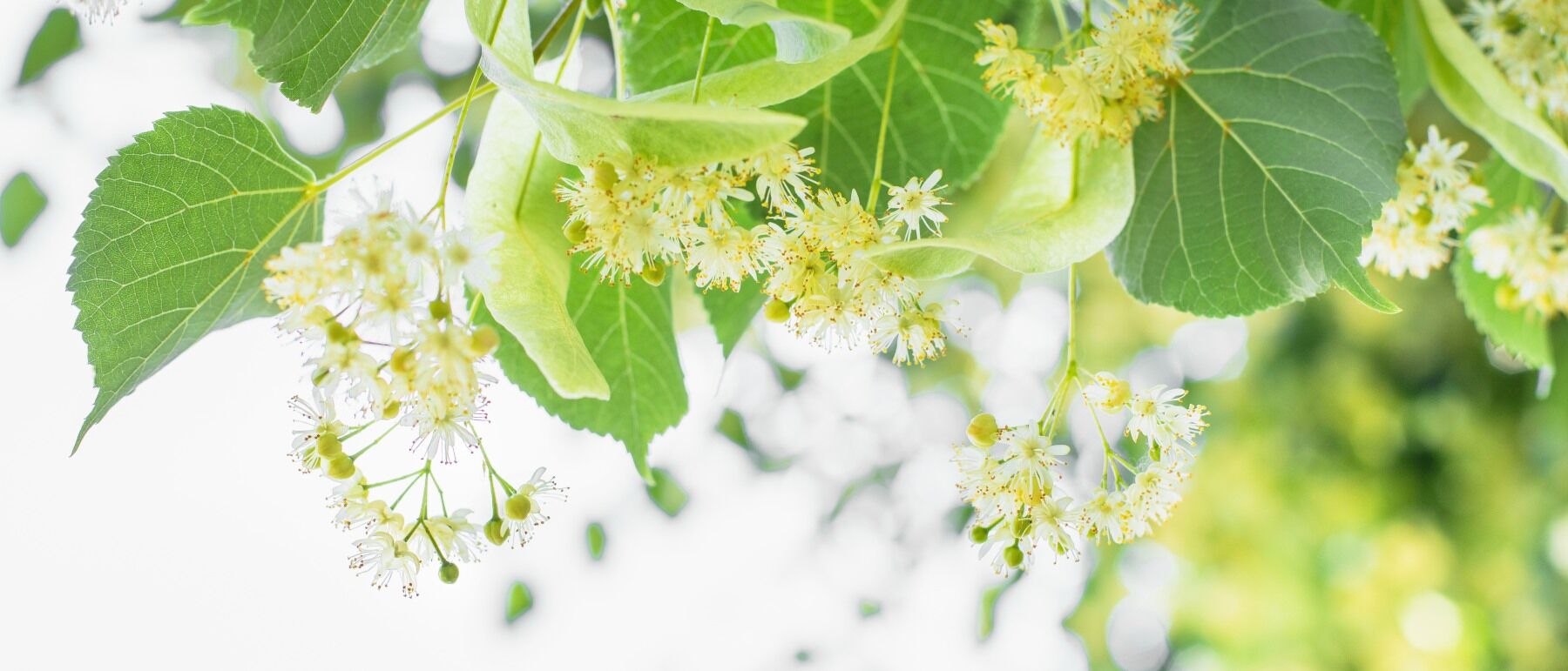 Linden blossoms