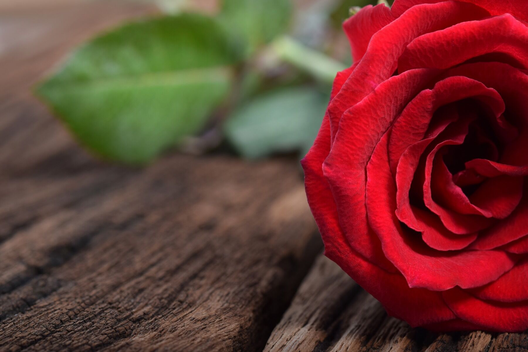 A rose on a piece of wood