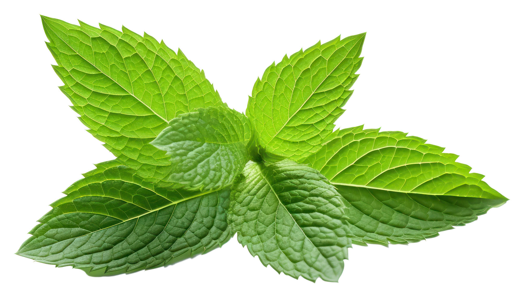 Mint leaves.