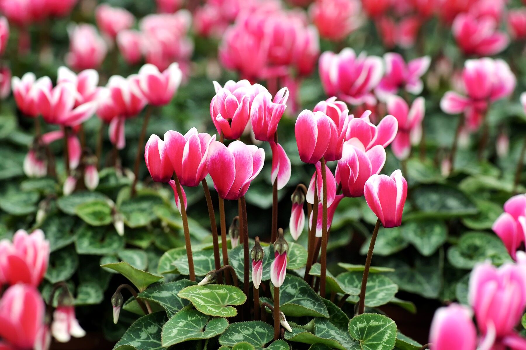 Pink cyclamen flowers and their green leaves