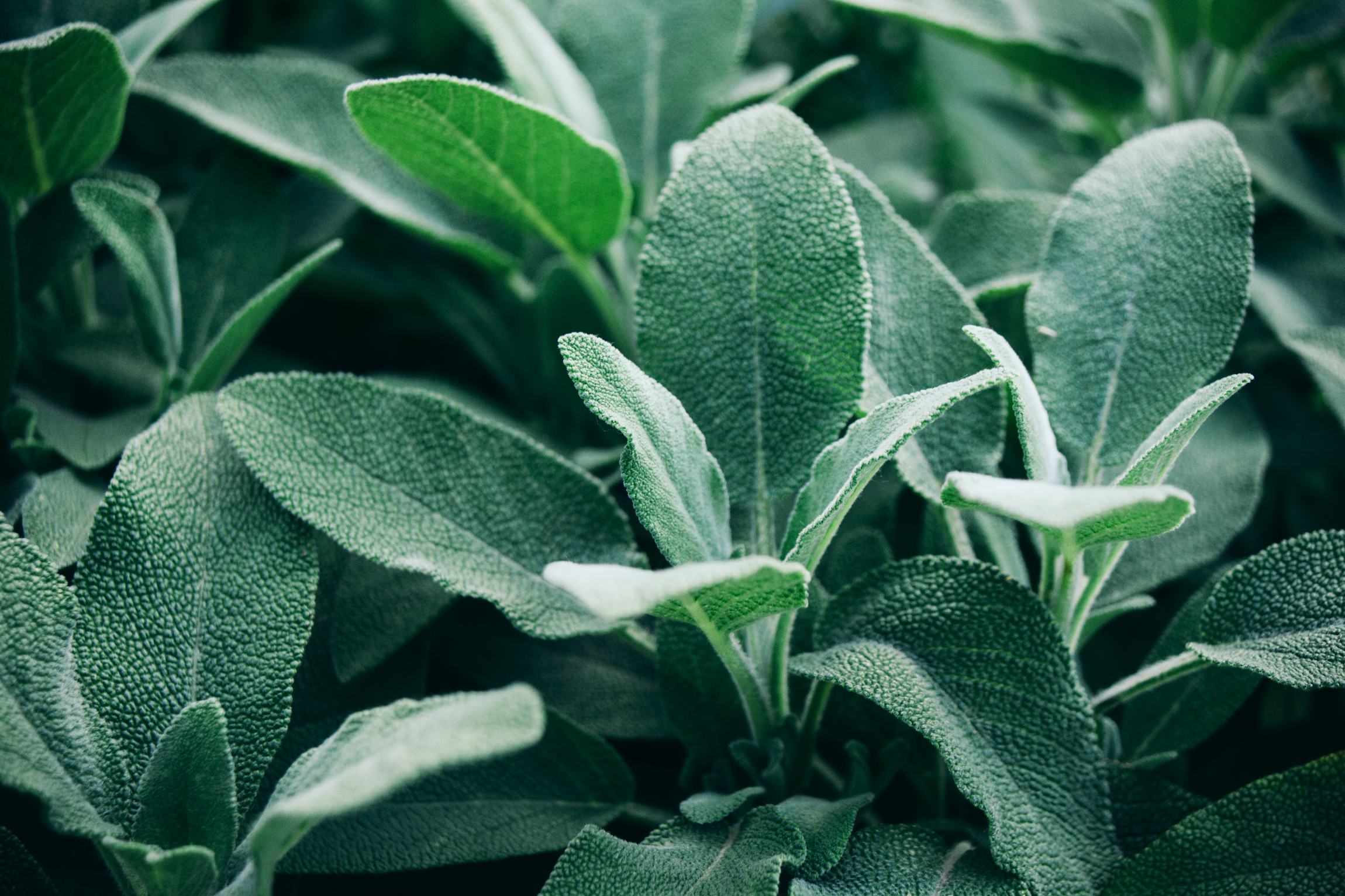 sage
