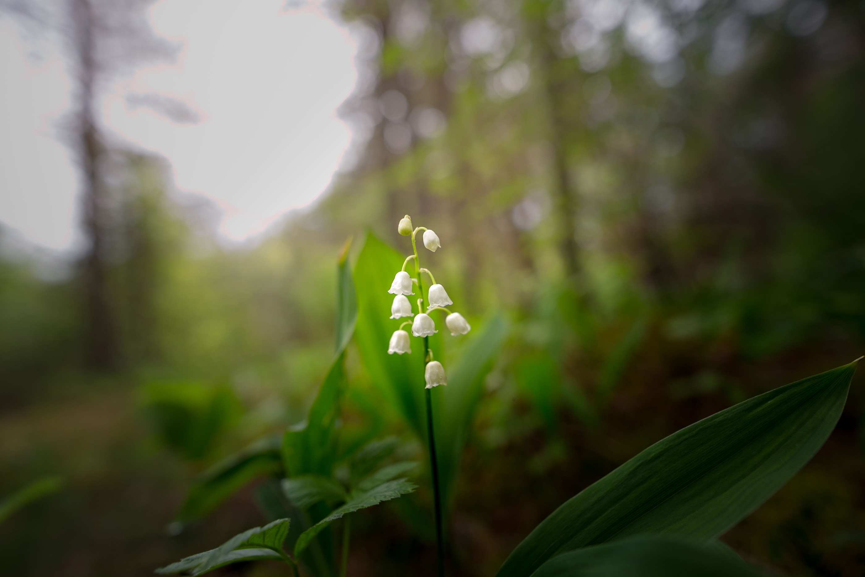 Lily of best sale the valley fragrantica