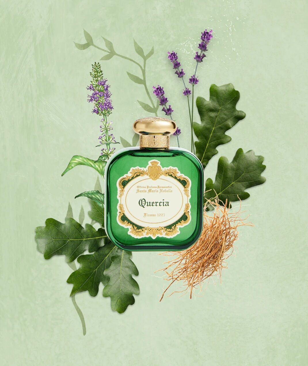 quercia santa maria novella