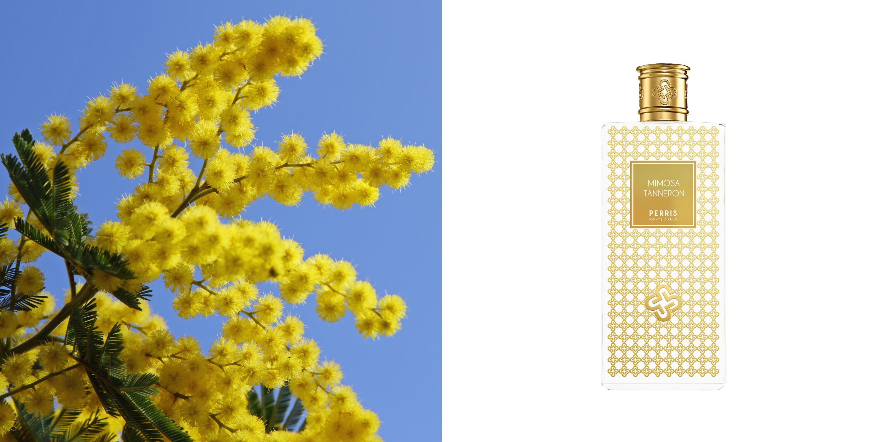 Mimosa Tanneron Perris Monte Carlo for women and men