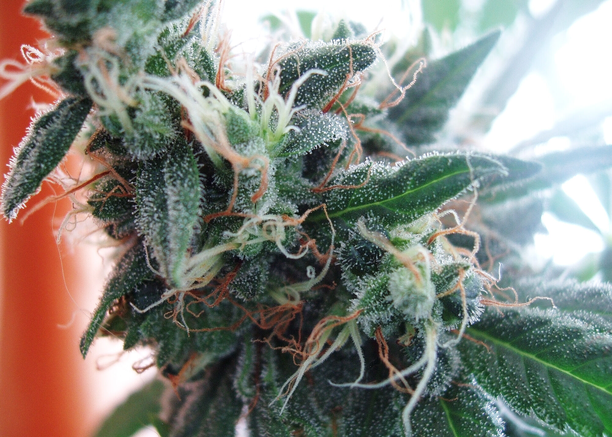 cannabis