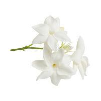 Jasmine