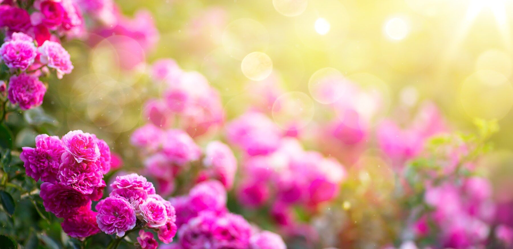 Roses 