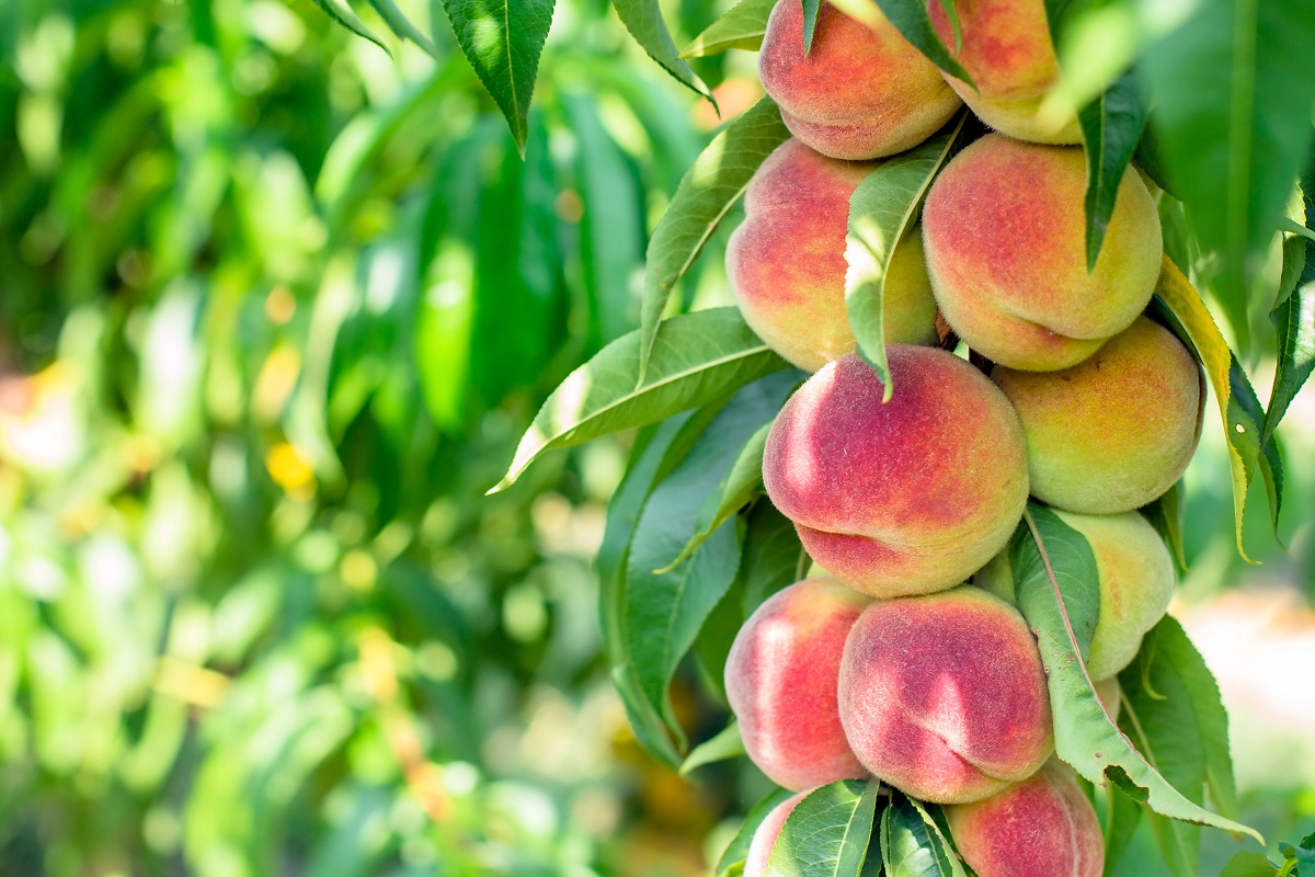 Three Fresh Releases from Tiziana Terenzi: Ilba, Osola, and Smeralda ...