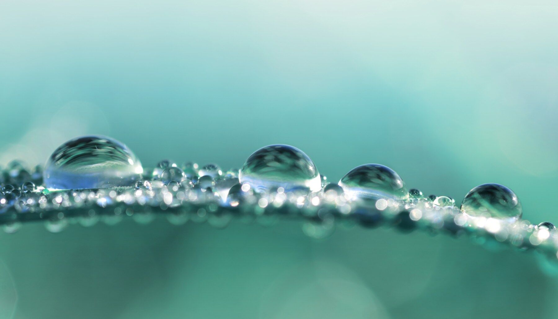Dew drops in close up