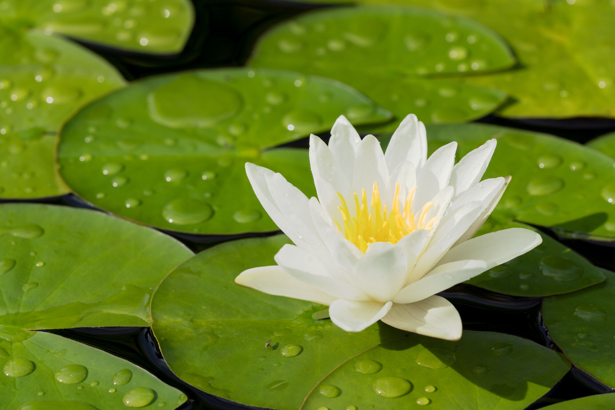 Lily in a pond