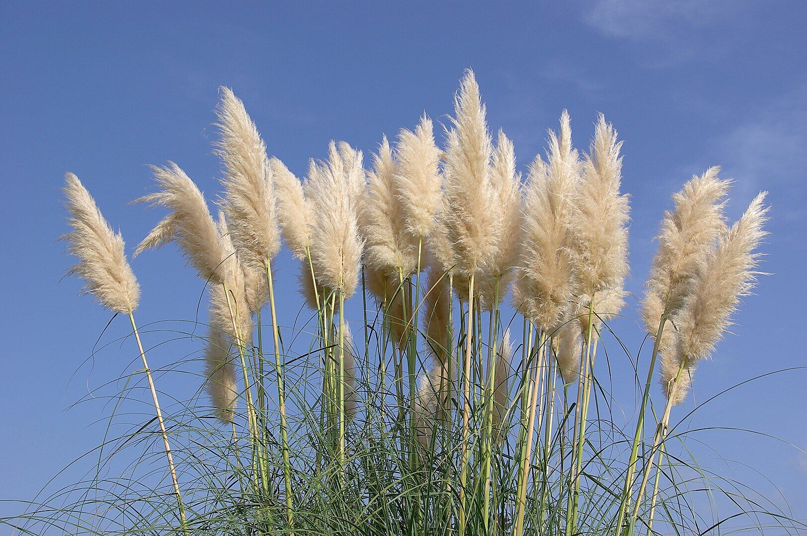 Pampas grass, Cortaderia Selloana