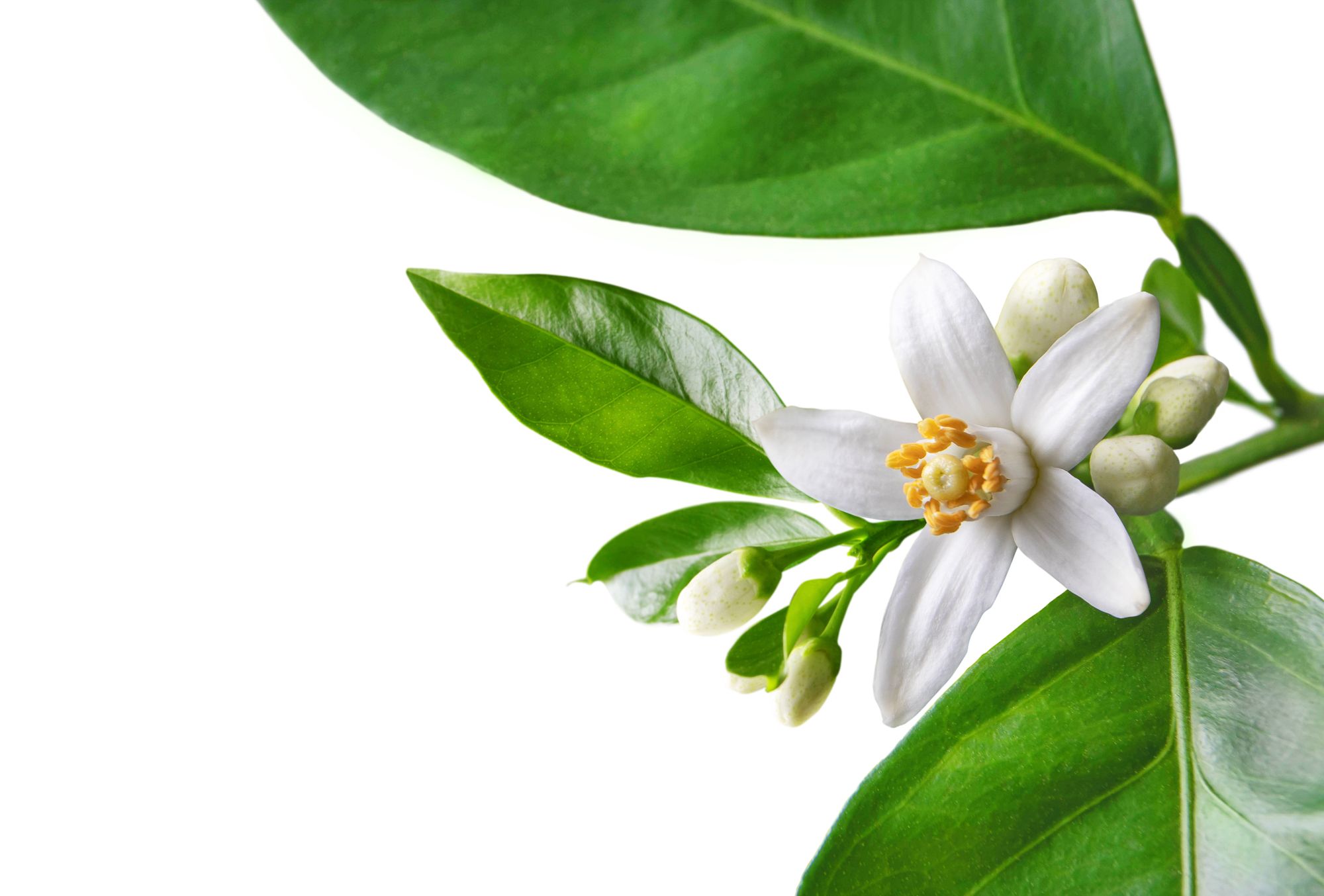 Anne Flipo on Reine Makéda by Reine de Saba: I Wanted to Create an Ultimate Feminine Fragrance