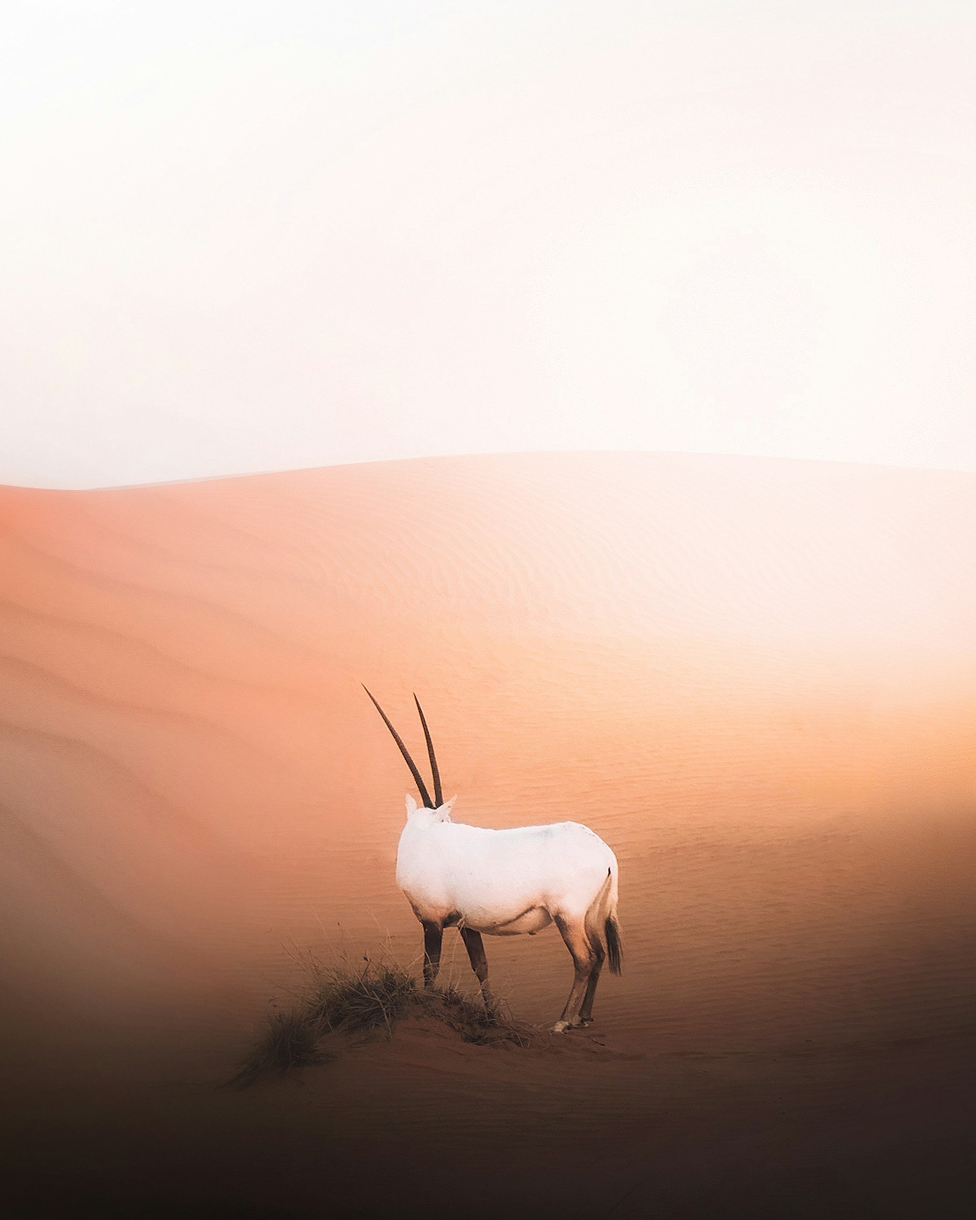 Oryx Amber: золотая антилопа и цветочная амбра