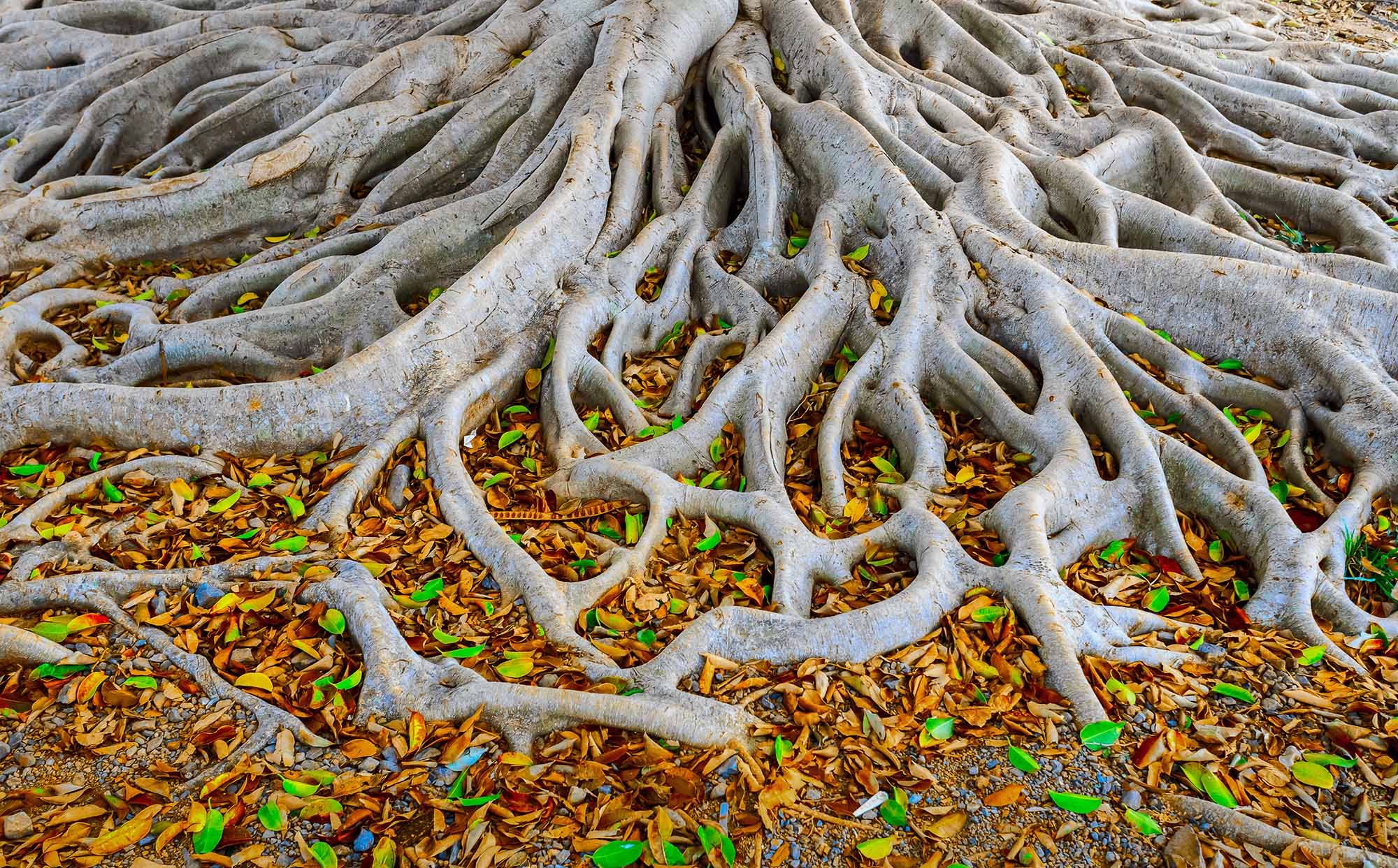 Tree trunk and it's roots.