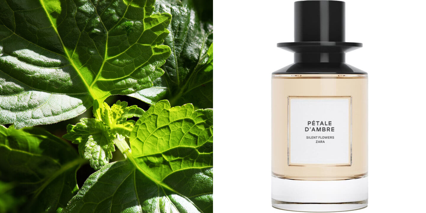 Pétale d'Ambre Zara