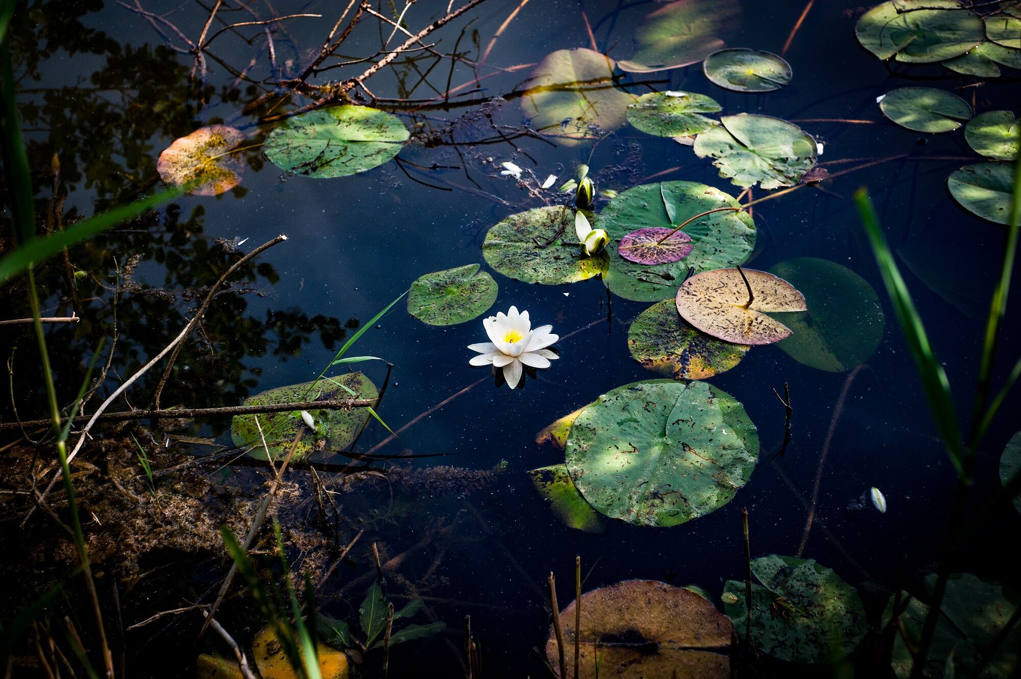 water lilies