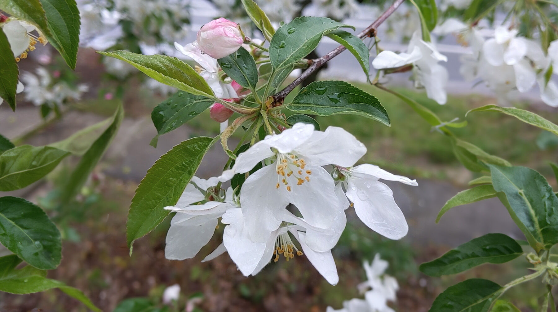 Apple Blossoms.