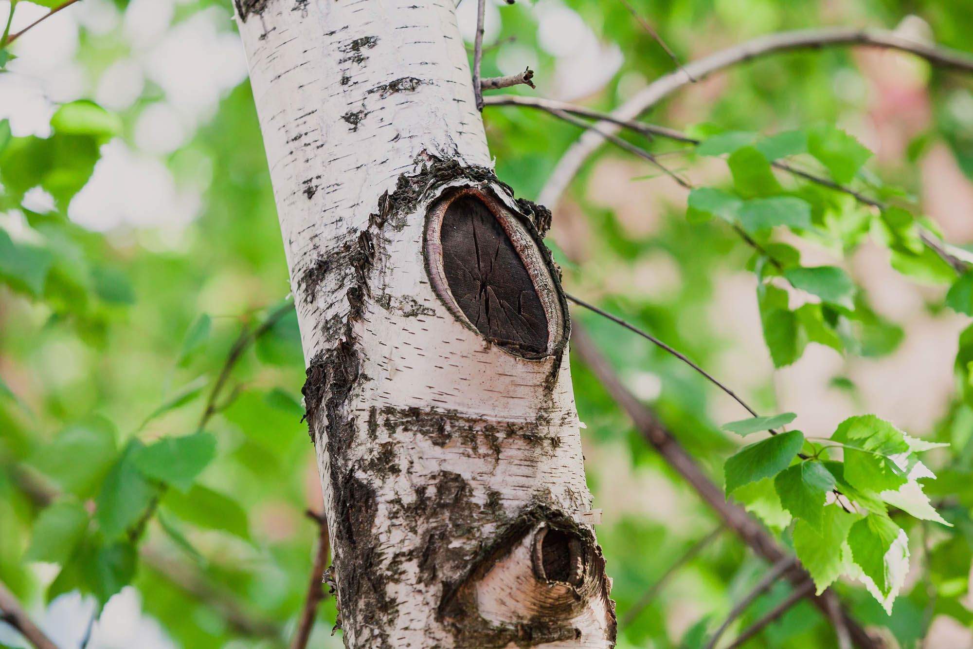 Birch bark on trees.
