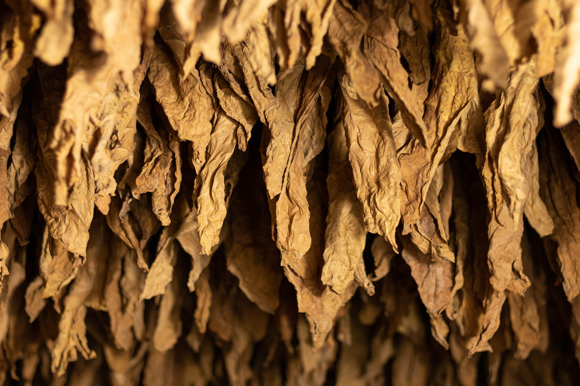 tobacco leaves hanging from a ceiling in Cuba to dry.