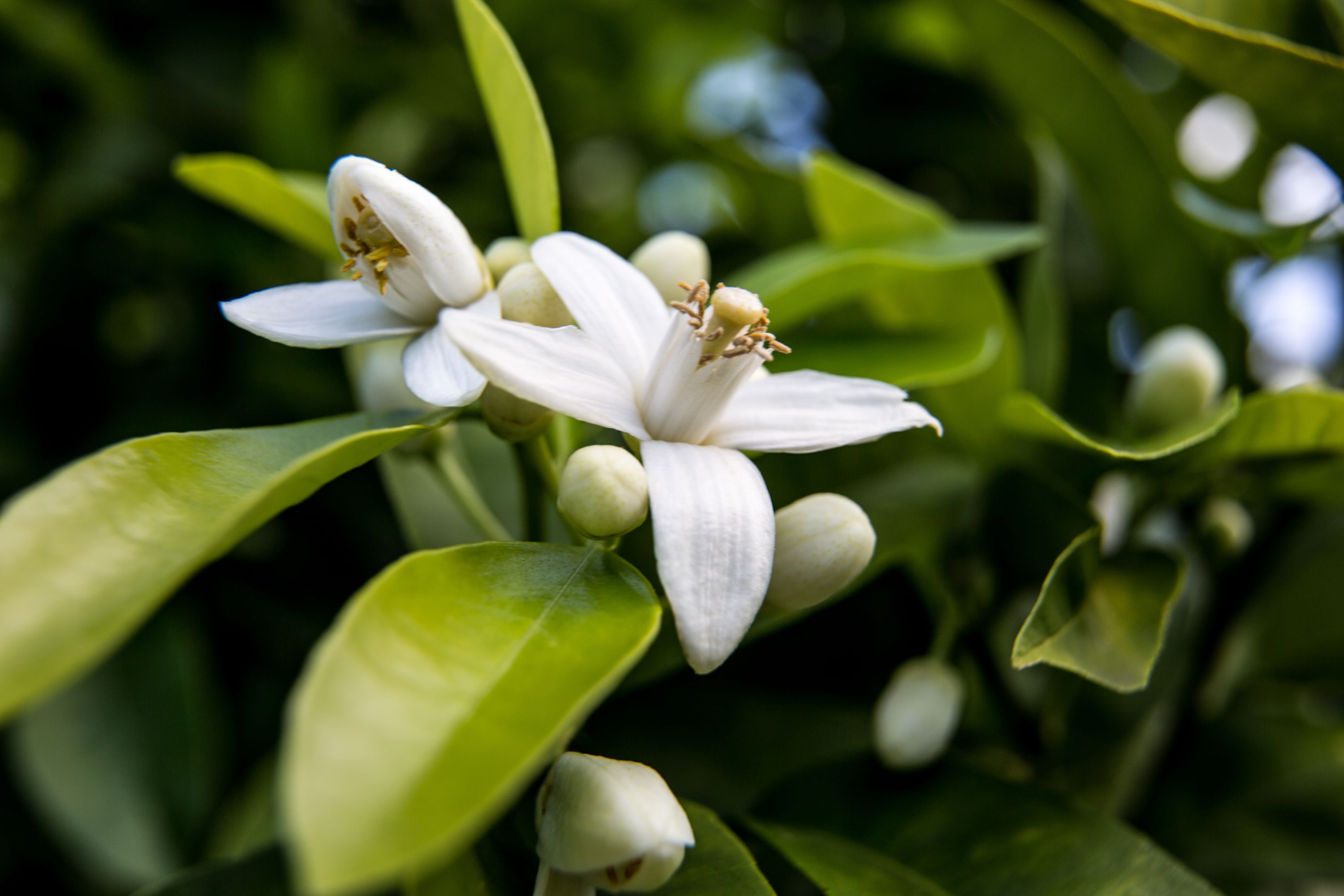 Neroli flower