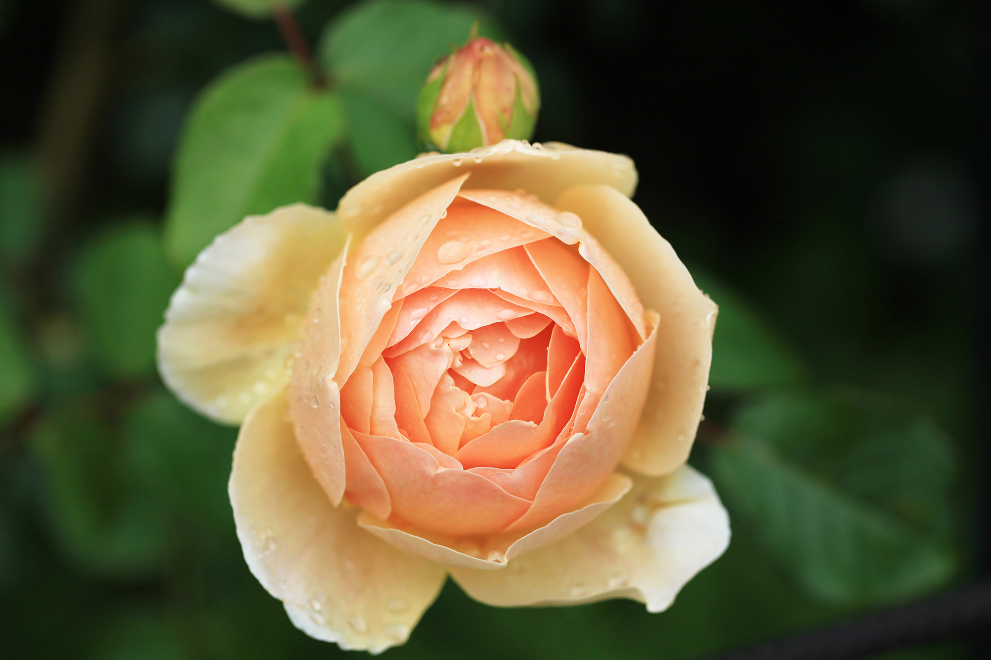 Single Jude the Obscure rose blossom.