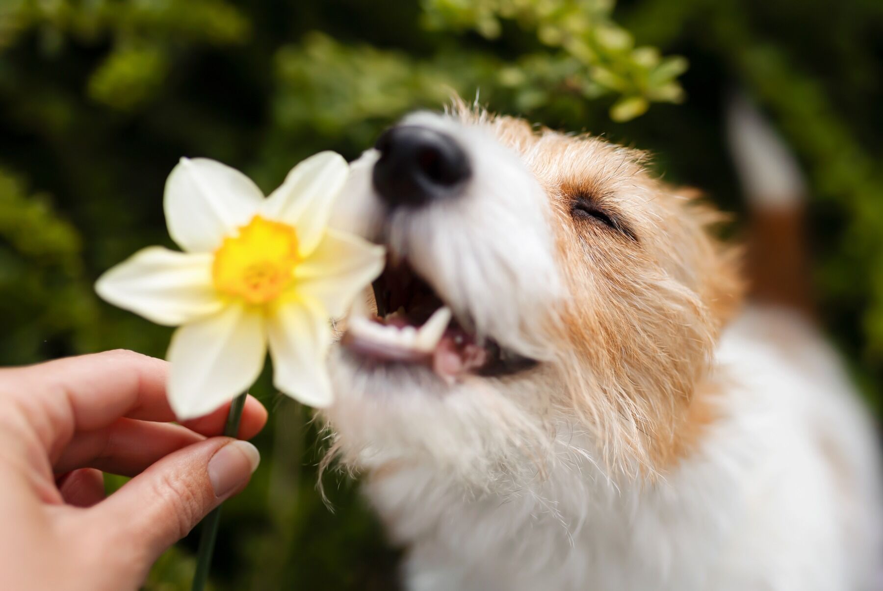 A smiling dog sniffing a daffodil