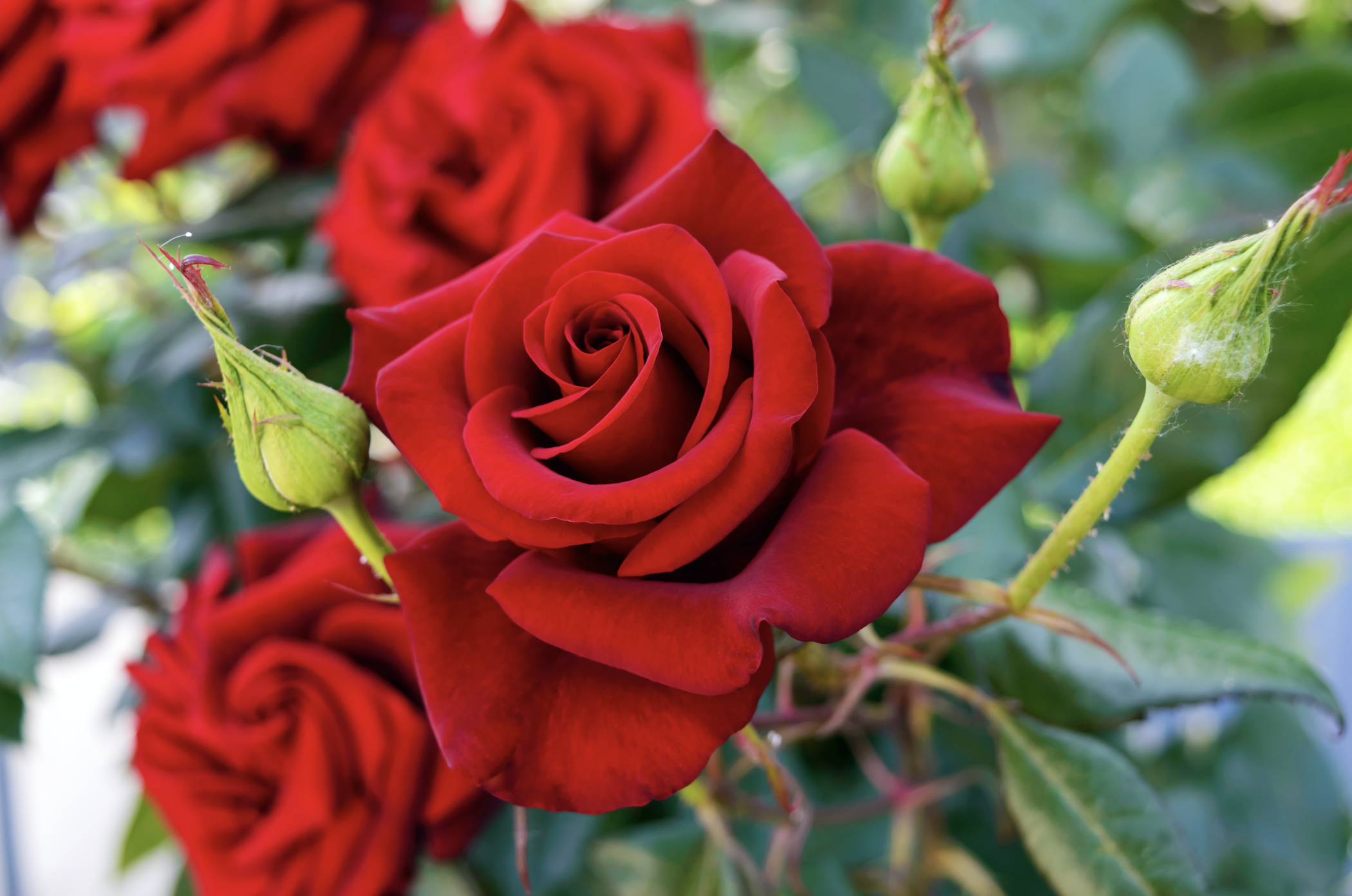 FRAGRANZE 2023: Histoire d’une Rose — розовый шипр, розовый одеколон