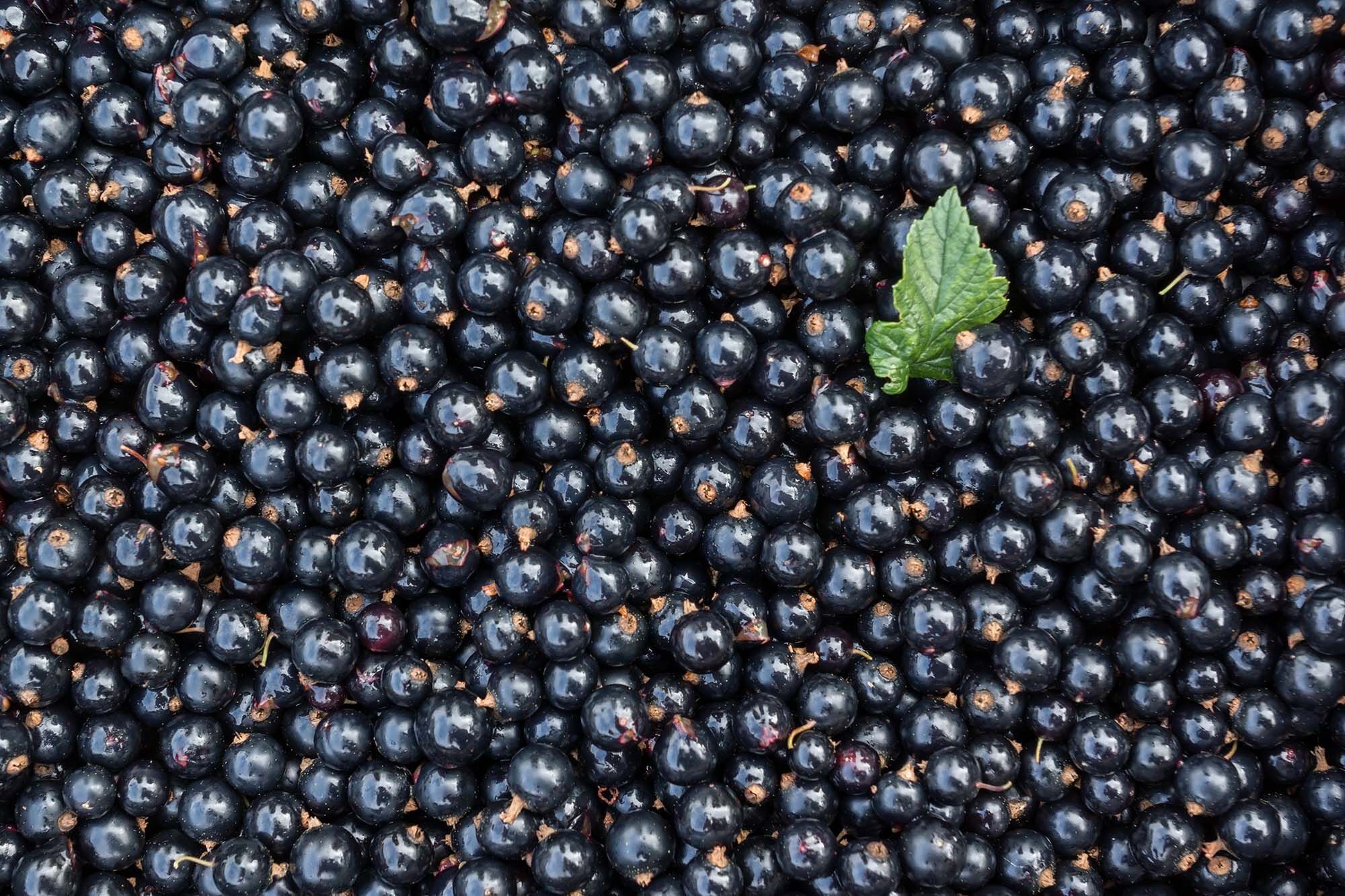 Blackcurrant berries.