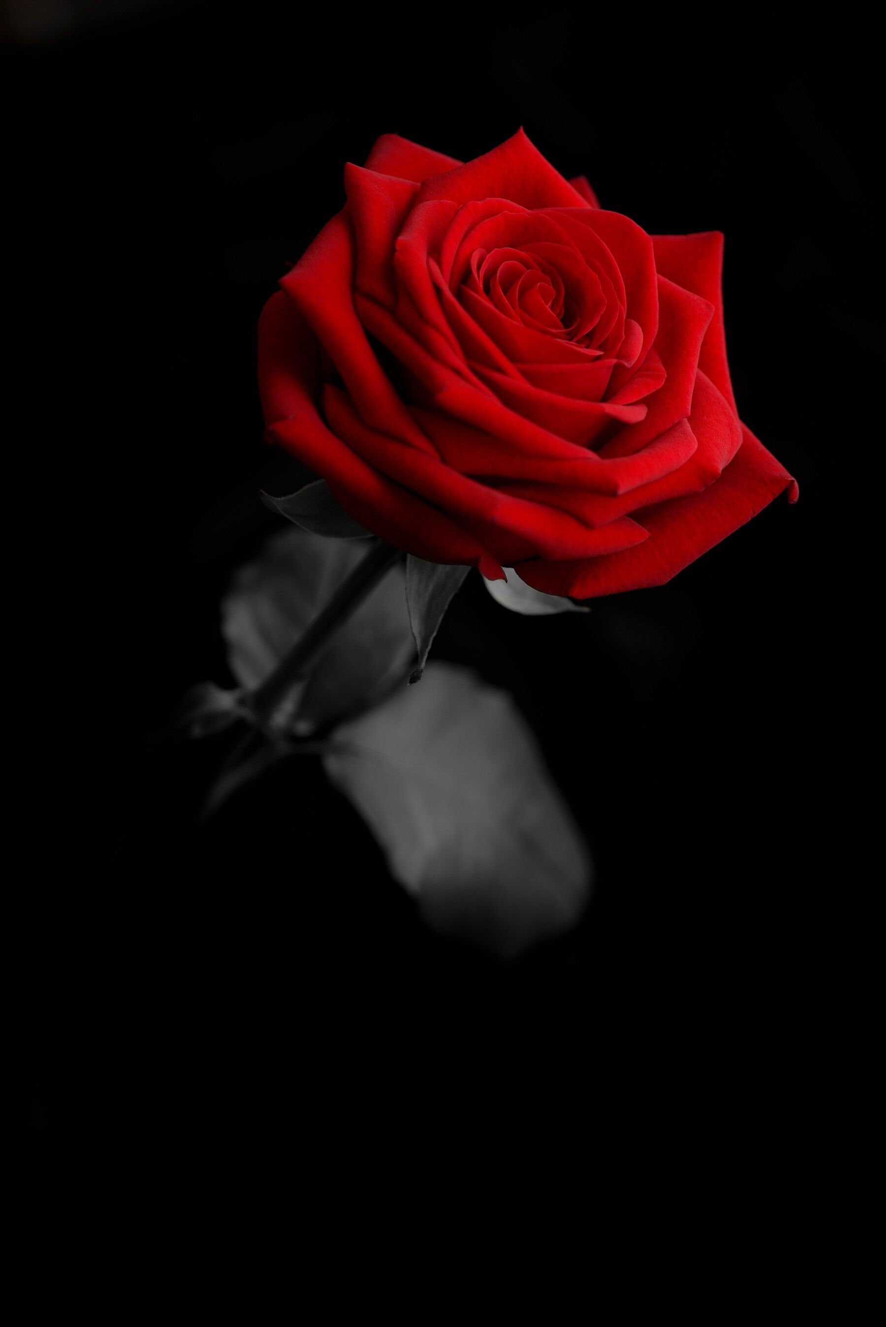 Red rose against a dark background